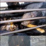 고무<b>호스</b>! 반달곰....