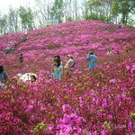 철쭉동산(경기<b>소재</b>)