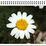 가는<b>장구</b>채