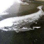 흰<b>수염</b>고래
