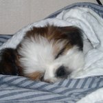 개구쟁이 <b>몽이</b>~