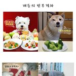 강아지들의 <b>빈부</b>격차