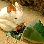 <b>랭킹</b>질 하는 쥐 ㅡ.ㅡ;