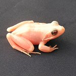 개구리도 누드 열풍(해외토픽)