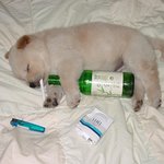 <b>폐인</b>강아지