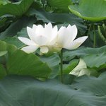 <b>시흥</b> 관곡지 연꽃축제-15