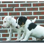 잭<b>러셀</b>테리어