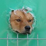개벽이의 <b>후예</b>들