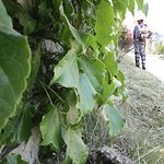 대구 신천변의 <b>새알</b>-