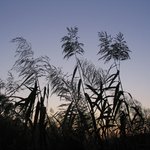 <b>수로</b>옆 갈대 2