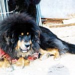 ''귀하신 몸'' 고가 애완동물 세상 들여다보니…