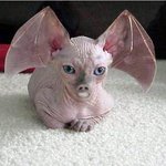 이거 <b>합성</b>일까요?