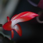 게발선인장 <b>자태</b>