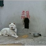 조심해야 할 <b>개집</b>..ㅋㅋ