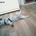 울  강아지 이름 <b>춘자</b>^^*