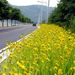 올여름  <b>안동</b>의 누드베키아도로임돠