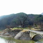 <b>천연</b>기념물 175호 - 용계리 은행나무