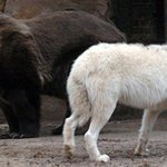 곰과 늑대, 적과의 <b>동침</b>??