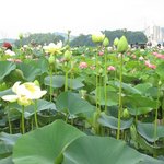 <b>시흥</b> 관곡지 연꽃축제-16