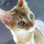 우리집 이쁜냥이...깡순양...라스트 한장 더...