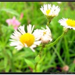 이꽃이름이 민들레인가요?