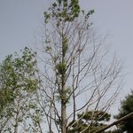 수삼<b>나무</b>