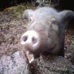 제주도 가서 <b>폰</b>카로 찍었답니다 저놈 <b>뒤</b>에 똥같은거 보이시죠ㅋㅋㅋ