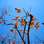 전원풍경입니다..