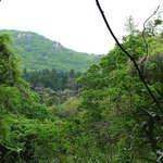 천연기념물 176호 - 범어사 등나무 군<b>생지</b>