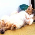 누굴 유혹하는<b>거샤</b>