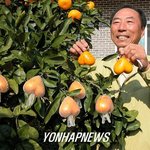 하트 모양 러브감귤 첫 개발