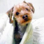 우리 <b>재롱</b>이어라~