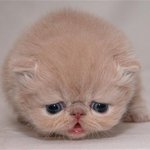 이거 <b>종류</b>좀 알려주세요 너무귀여워서 ㅋㅋ