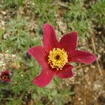 가는잎<b>할미</b>꽃