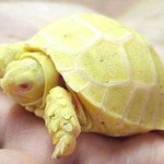 이런 ...귀여운 <b>노랑</b> 거북이 ...