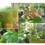 <b>뿌듯</b>한 작은정원