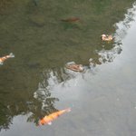 천지연 <b>폭포</b> 02