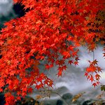 가을에피는�� <b>단풍</b>