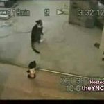 고양이들의 <b>아차</b>순간