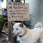 진돗개가 애절히 <b>호소</b>합니다