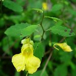 노란물<b>봉선</b>화