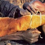 자신의 팔을 <b>미끼</b>로 비단뱀 잡는 아프리카 사냥꾼들