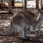 캥거루사진과 함께보는 간단한 캥거루의 지식