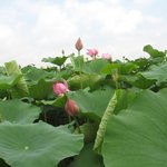 <b>시흥</b> 관곡지 연꽃축제-18