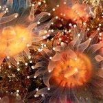 <b>golden</b> cup corals