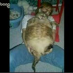 세계에서 가장 큰 <b>big</b>사이즈 모음