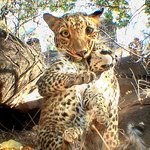 <b>야생동물</b>의 은밀한 몰래 카메라 현장으로~