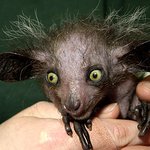 신기한 원시동물 aye-aye !!!