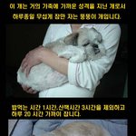 우리<b>집개</b>를 소개합니다