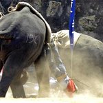목숨걸고 하는 게임 코끼리 <b>폴로</b> (elephant <b>polo</b>)